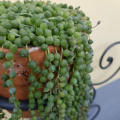 Șirag de perle / mărgele (Senecio rowleyanus)