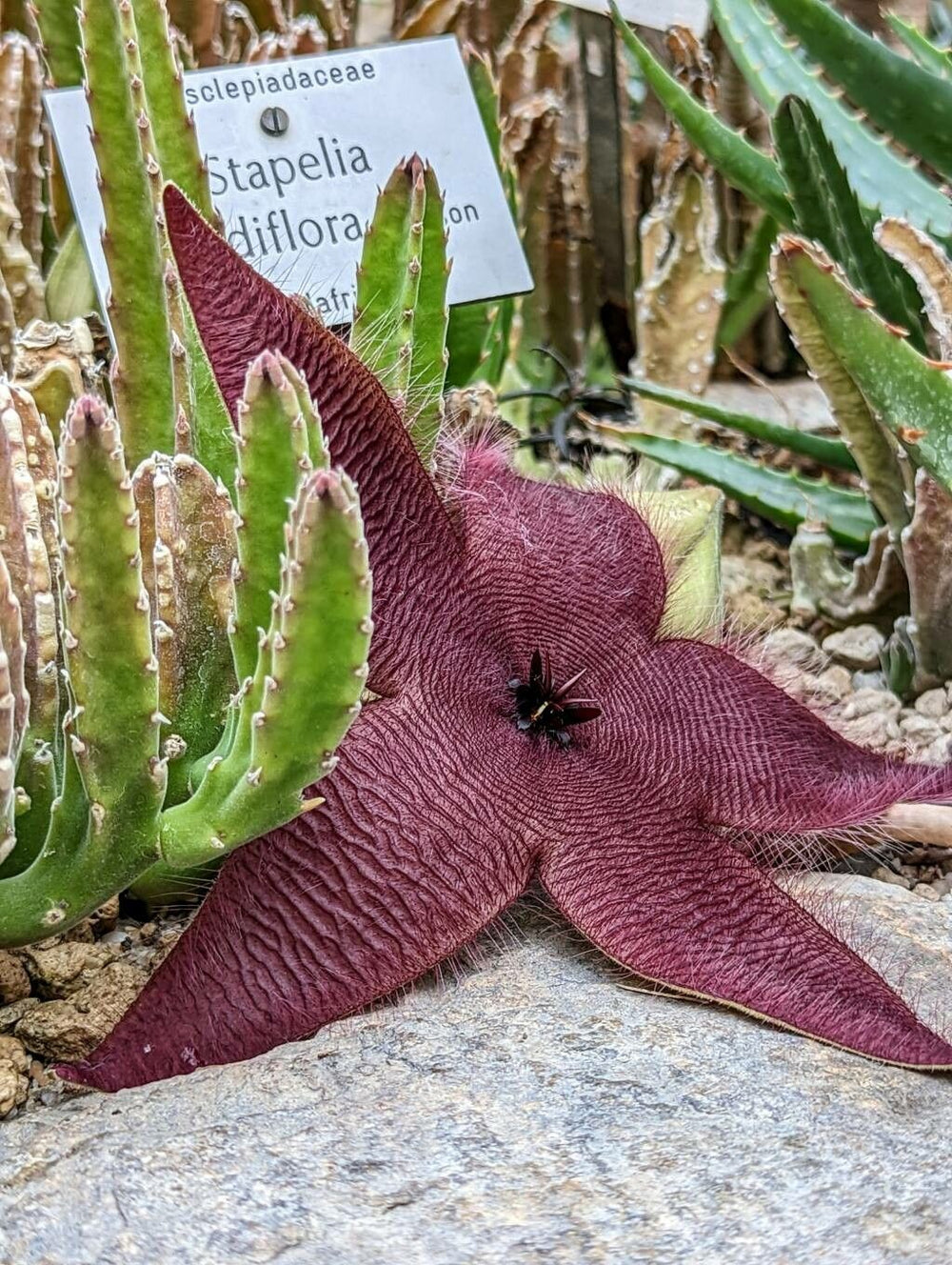 Steaua șerifului gigant cu flori mari roșii (Stapelia gigantea)
