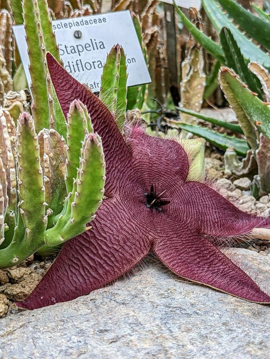 Steaua șerifului gigant cu flori mari roșii (Stapelia gigantea)