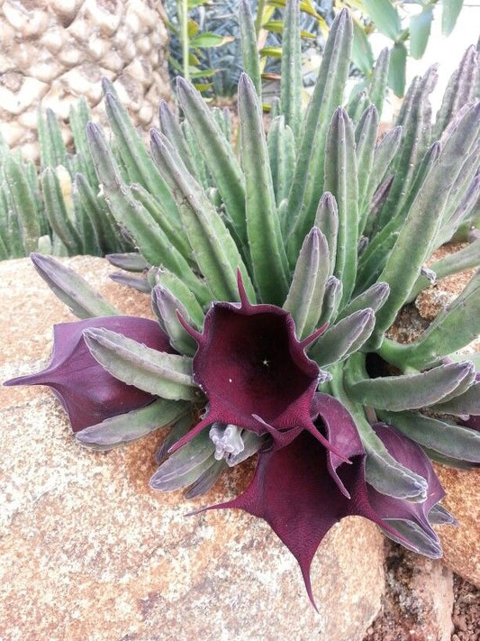 Steaua șerifului (Stapelia leendertziae)