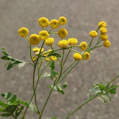 Calomfirul (Tanacetum balsamita)