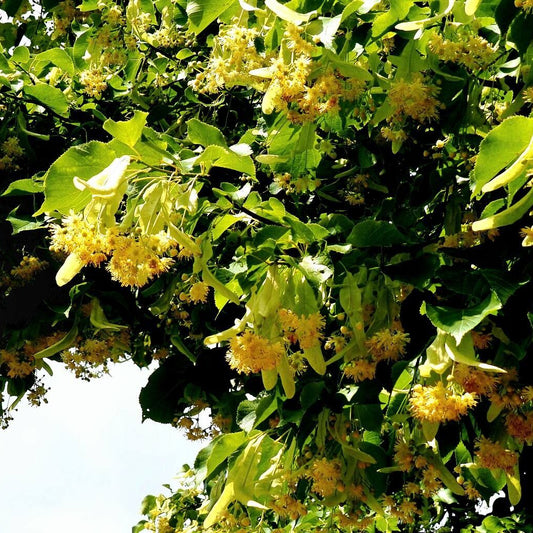 Teiul mirositor (Tilia cordata)