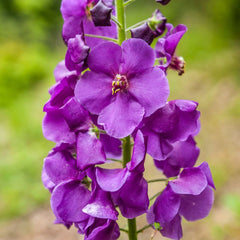 Lumânărica purpurie (Verbascum phoeniceum) ”Violetta”