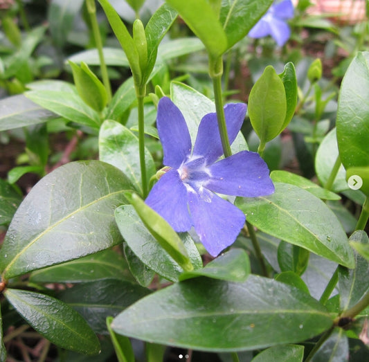 Saschiu (Vinca minor)