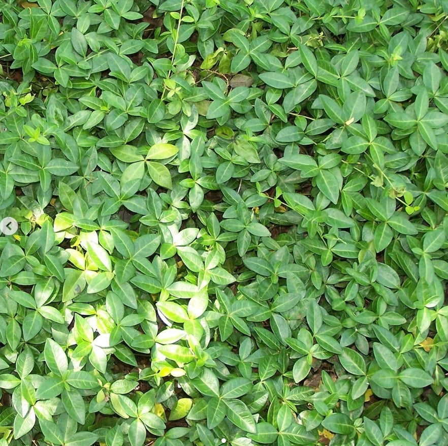 Saschiu (Vinca minor)