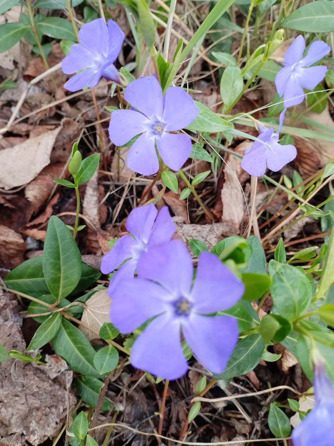 Saschiu (Vinca minor)