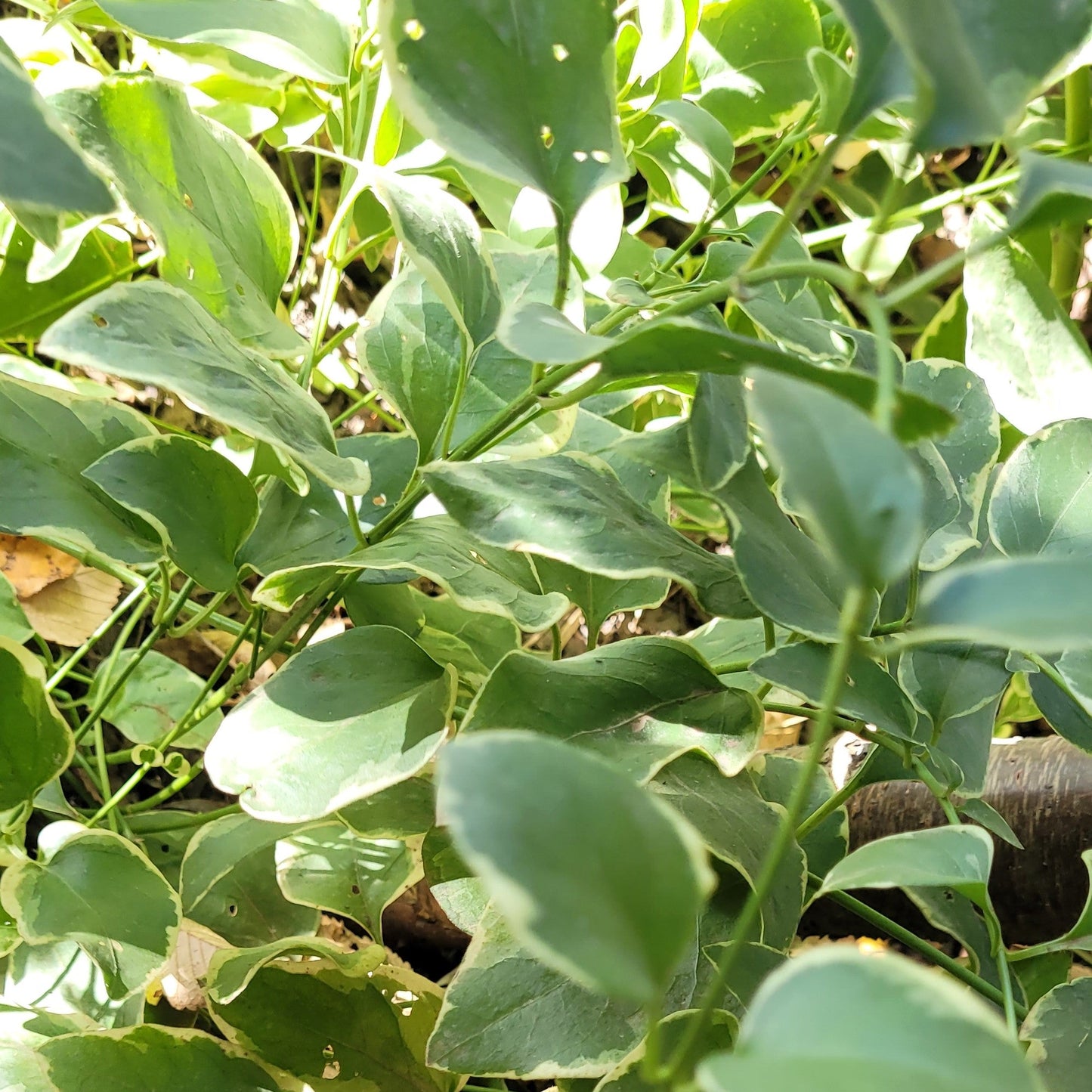 Sașchiu cu frunze variegate (Vinca major variegata)