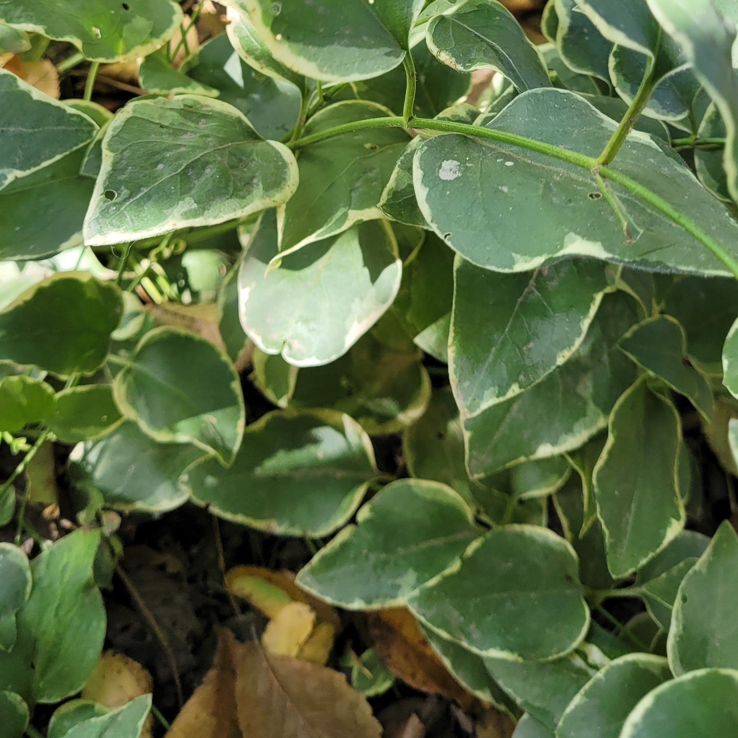 Sașchiu cu frunze variegate (Vinca major variegata)