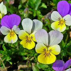 Trei frați pătați (Viola tricolor)