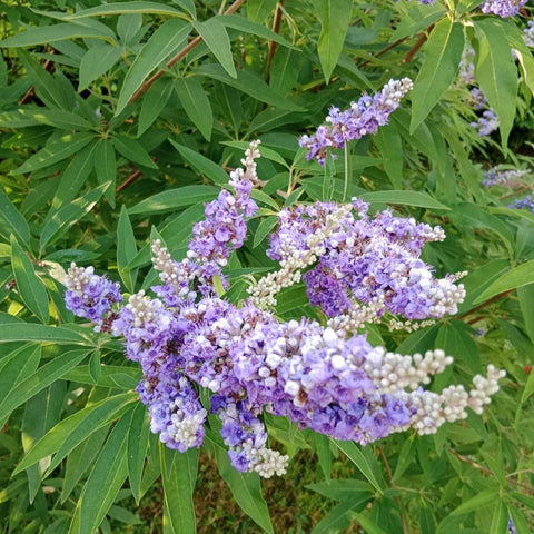 Mielărea (Vitex agnus-castus)