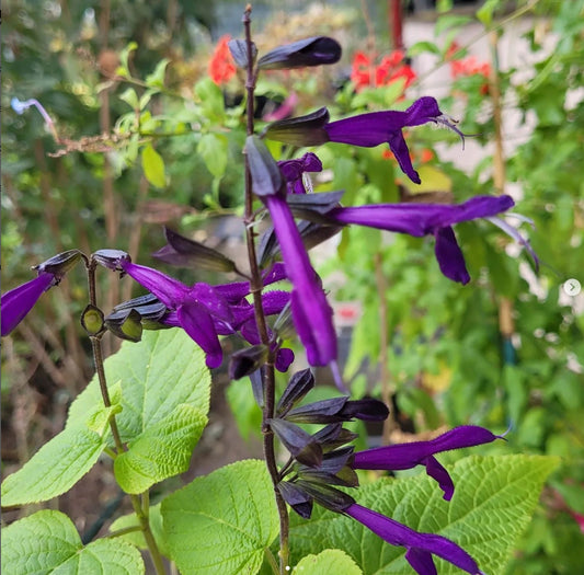 Salvia guaranitica Purple Sensation